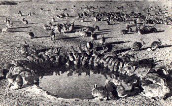 australianrabbits